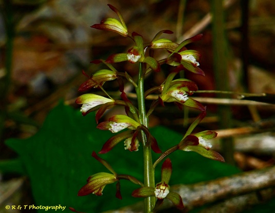 {Aplectrum hyemale}